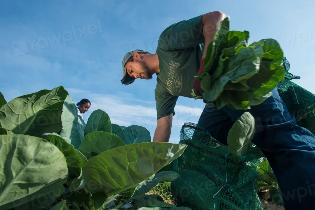 Meet the Growers: The Family Farms Behind Your Box